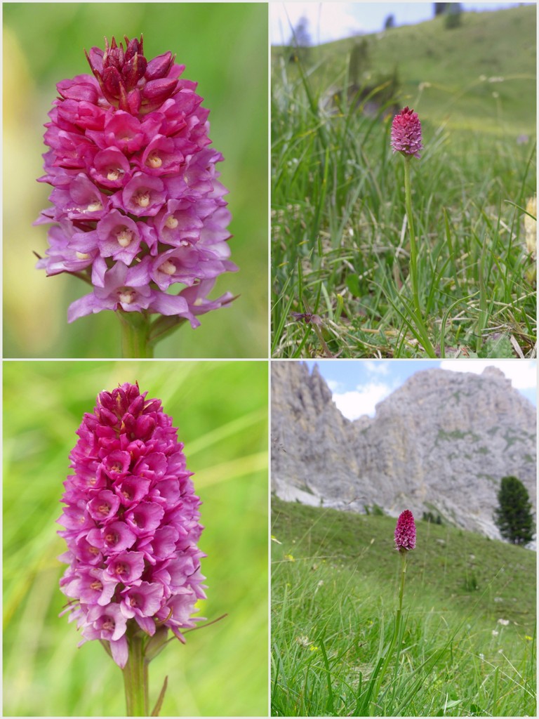 Variabilit morfologica in alcuni ibridi del genere Gymnadenia (Nigritella).